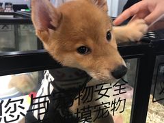 -宠物世家(仲盛世界商城店)