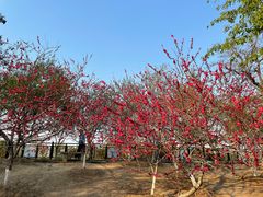 -桃花堤公园