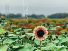 -花开海上生态园