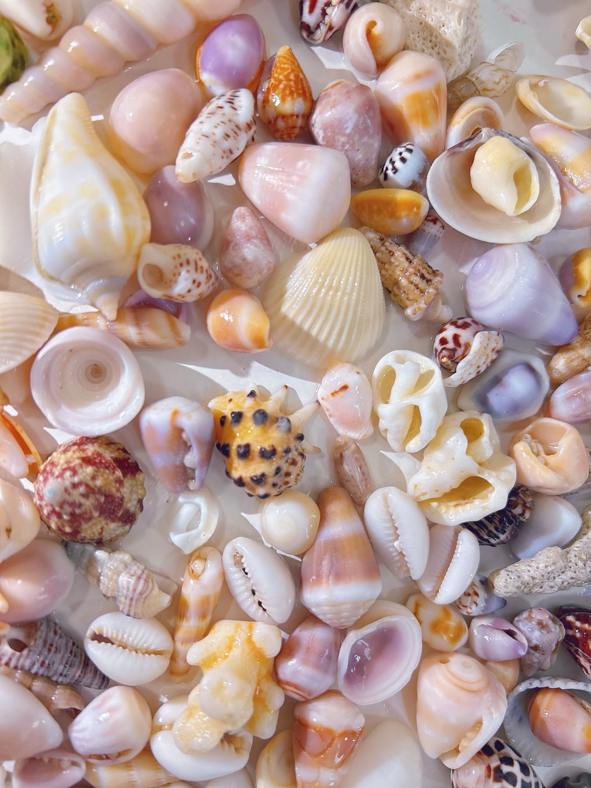 🐚 发发存图 我的美丽贝壳 已经全部邮