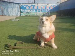 -宠物寄养训练学校