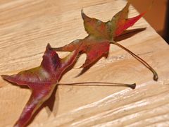 -九寨特色牦牛肉汤锅 羊肉汤锅