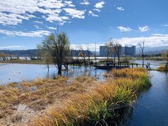 -洱海月湿地公园