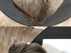 -PETKIT小佩宠物(古北店)