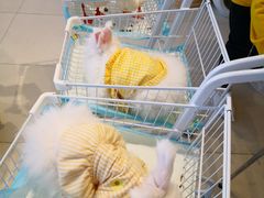 -怪兽屋·羊驼·猫咖·狗咖(俊华广场店)