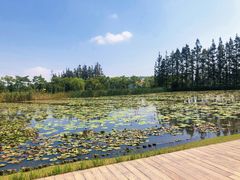 -上海长兴岛郊野公园