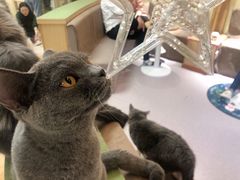 -猫和宫(六道口店)