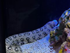 -上海海洋水族馆
