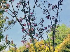 -龙头寺公园