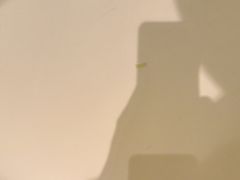 -麦当劳(塔园路店)