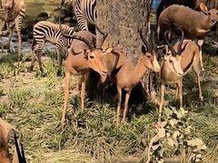 -国家自然博物馆