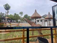 -西霞口神雕山野生动物世界