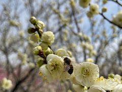 -苏州上方山国家森林公园