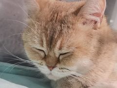 -猫小院猫主题餐厅(三里屯店)