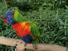 -南宫五洲植物乐园