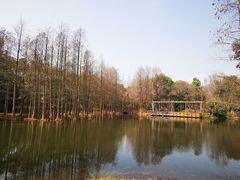 -上海滨江森林公园