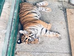 -秦皇岛野生动物园