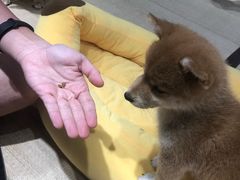 -逗柴咖啡屋·狗咖猫咖宠物桌游