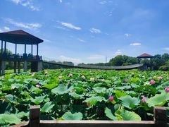 -荷塘月色湿地公园·向阳花洲