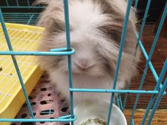 -志龙皇冠吃货椰子铺