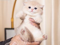 -小猫来了·猫舍(红山六九七九店)