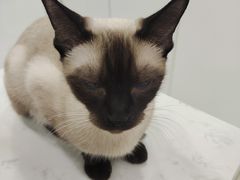 -喵园·猫主题咖啡厅·撸猫·猫咖(国贸店)