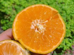 秘鲁柑橘-水果天空(东葛店)