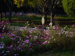 -石家庄市植物园
