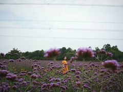 -紫颐香薰山谷景区