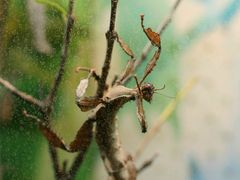 -上海大自然野生昆虫馆(东方明珠·爬宠昆虫探索中心)