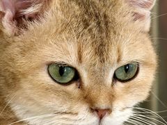 -楼上猫咖(罗湖店)