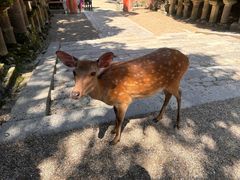 -奈良公园