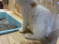 -屋虎猫馆(宝安大仟里店)