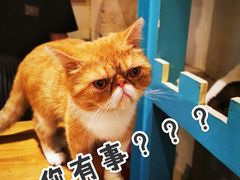 -猫小院猫主题咖啡厅(北锣店)
