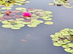 -莲花池公园