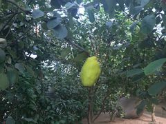 -南通洲际绿博园