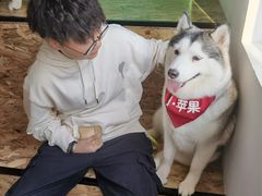 -Husky Go! 哈士奇体验馆·宠物咖啡厅狗咖