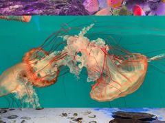 -多彩贵州城极地海洋世界