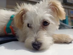 -佳怡动物医院·平价24小时·猫专科骨外科