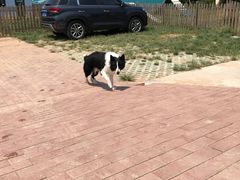 -趣玩宠物乐园寄养训犬训狗游泳池