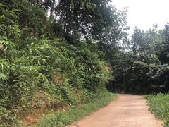 -西双版纳原始森林公园