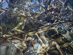 -温岭人家(红花北路店)