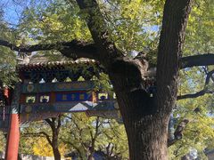 -北京国子监胡同