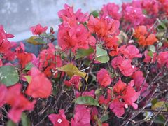 -光明小镇欢乐田园