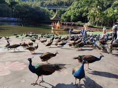 -西双版纳原始森林公园