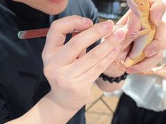 -酷以爬仙阁实体爬宠店·守宫·蜥蜴·专业繁育