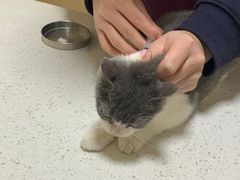 -千城康桥宠物医院·猫科·骨科·心脏