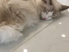 -飞行喵MR PILOT|猫舍·猫咖(静安大融城店)