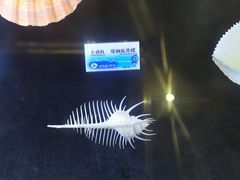 -贝壳梦幻世界