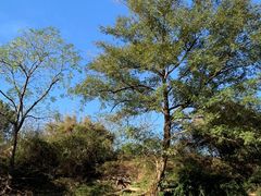 -九曲溪竹筏码头